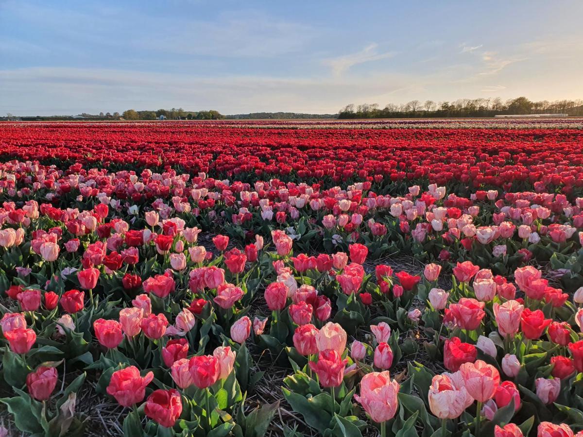 Buitenhuis Egmond Egmond aan den Hoef Luaran gambar